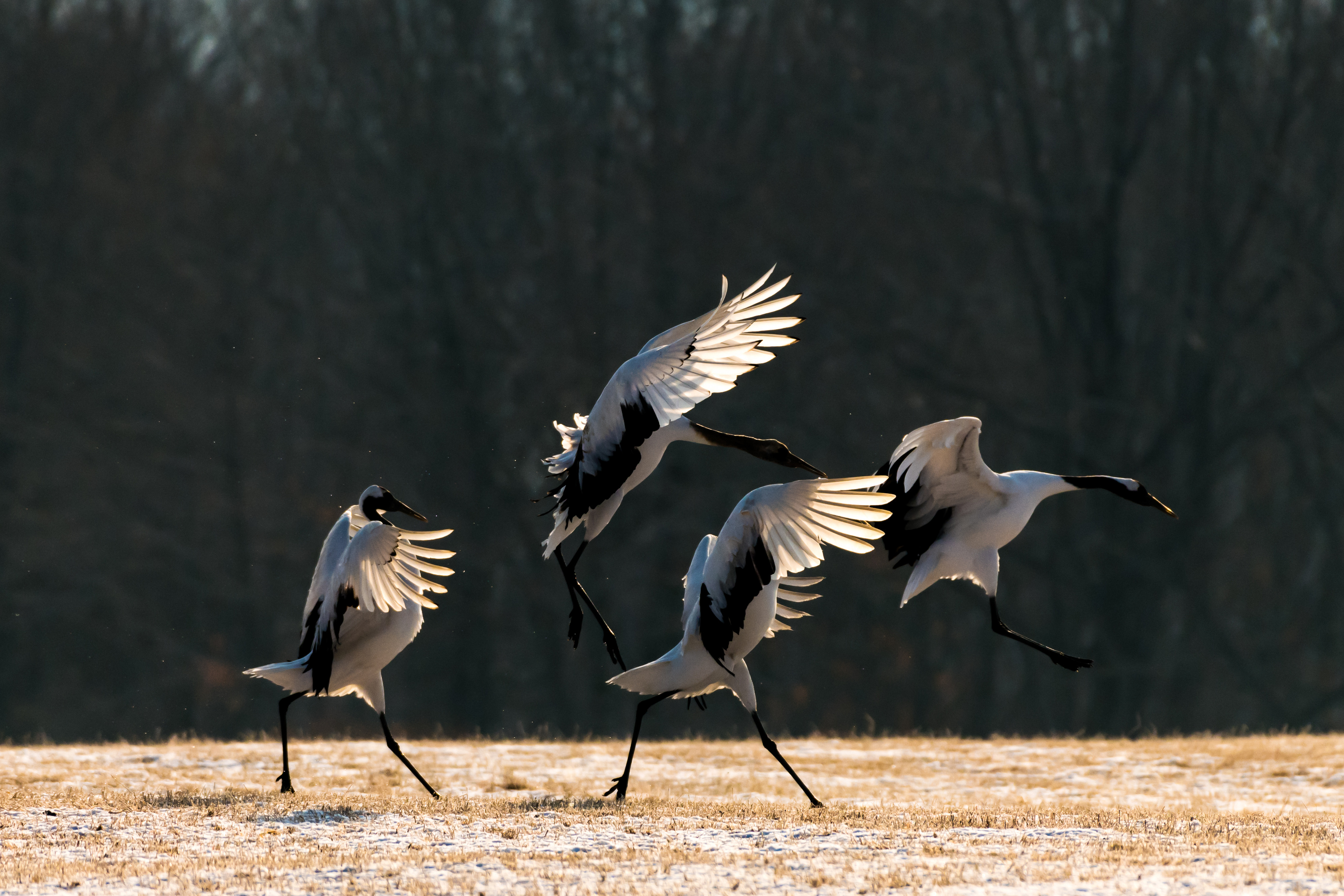 Red-crowned crane bird