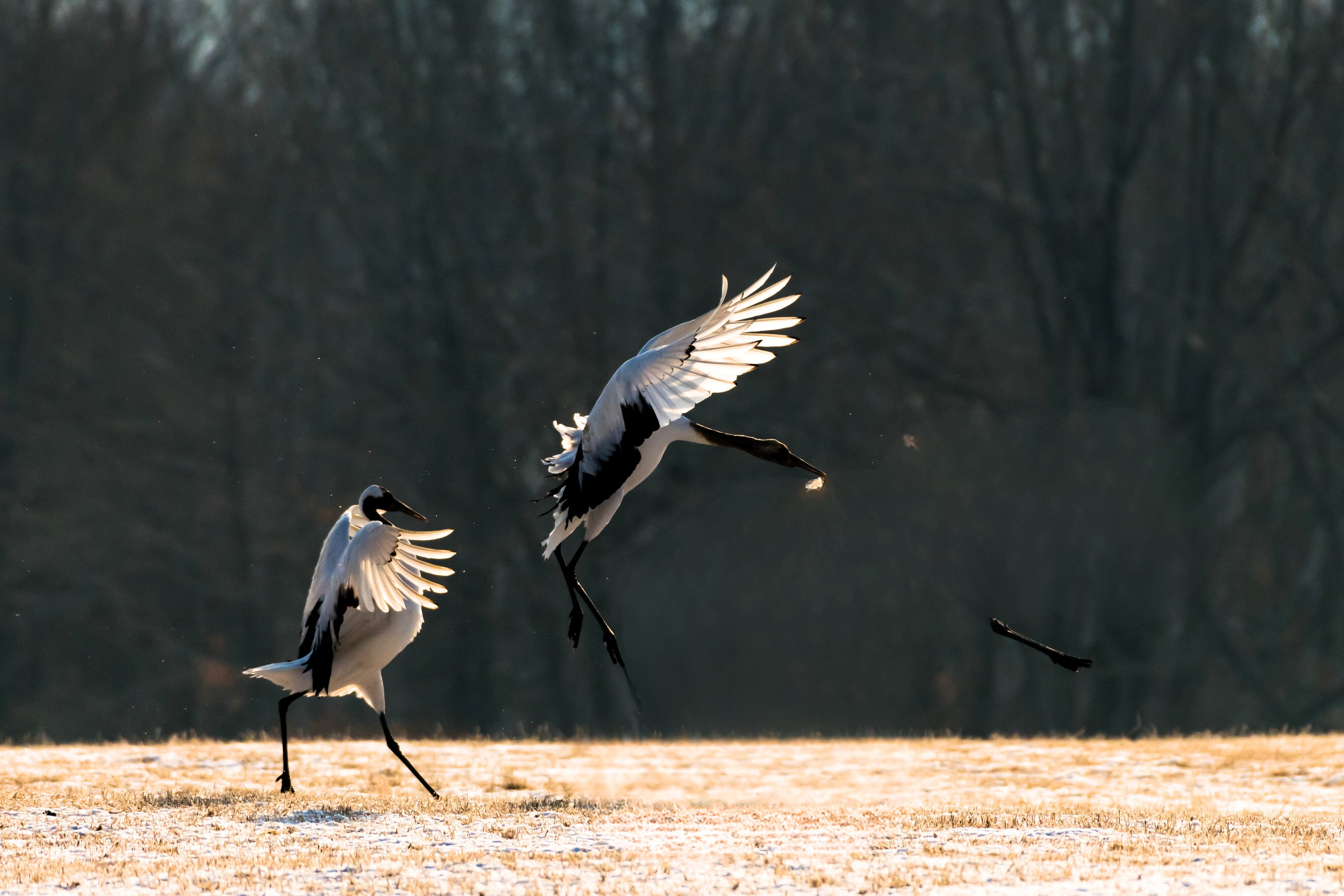 Red-crowned crane bird