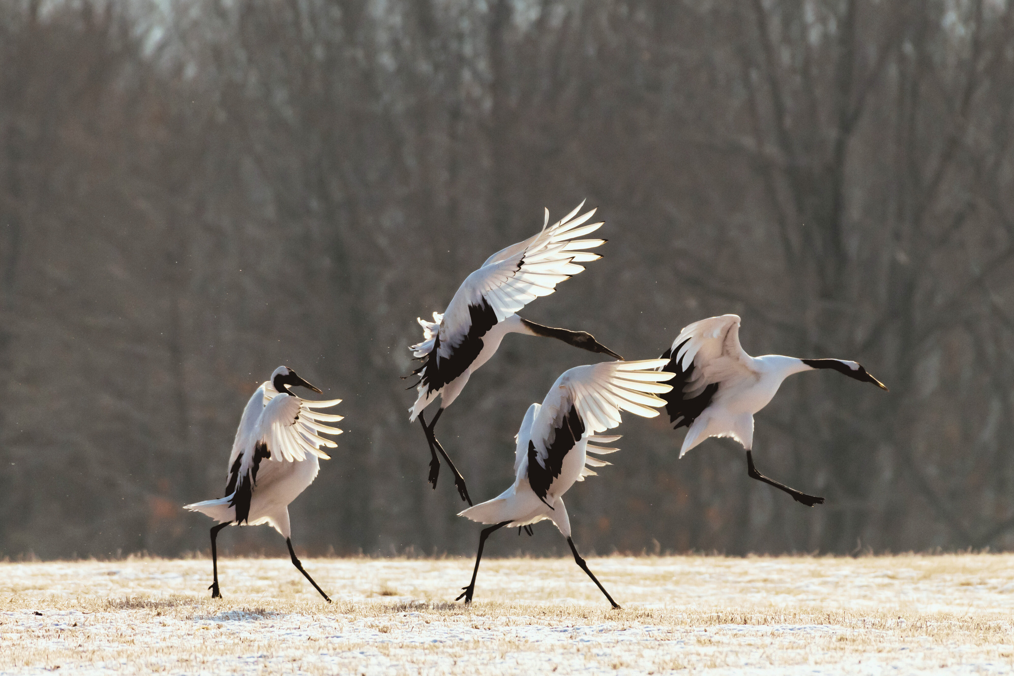 Red-crowned crane bird